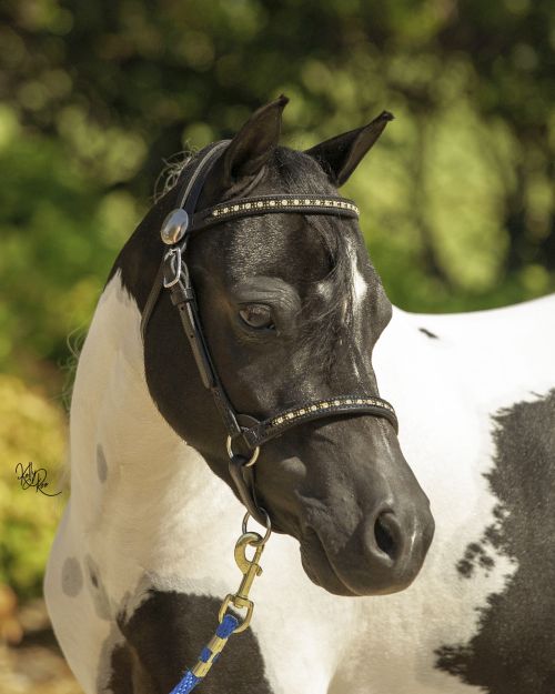 Show Halter Performance
